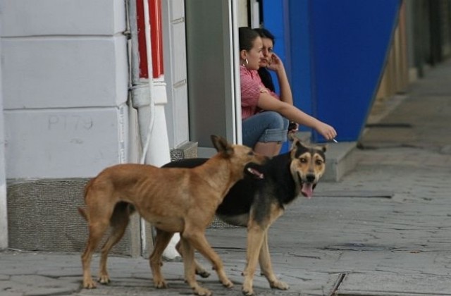 95% по-малко бездомни кучета в София през 2016-а