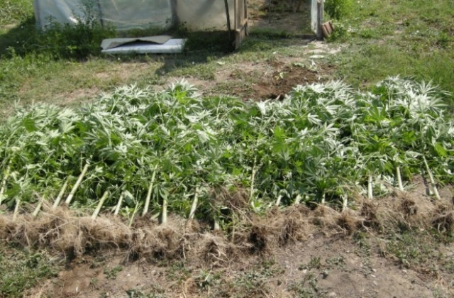 Задържаха 20-годишен, отглеждал 20 кг канабис