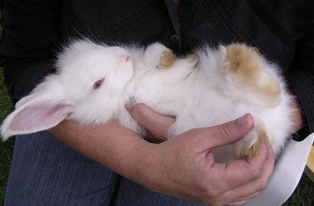 Изложба на гълъби и зайци ще има в Бъзън