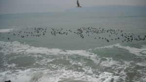 Отново проблеми с кораба Сий уинд с българи на борда