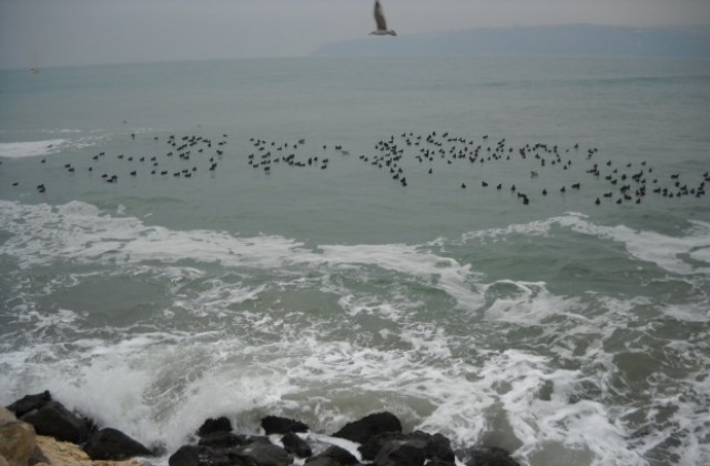 Отново проблеми с кораба „Сий уинд” с българи на борда