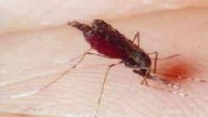 Пръскат в 5 общини срещу комари