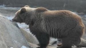 Варненският зоокът в очакване на бебе маймунка