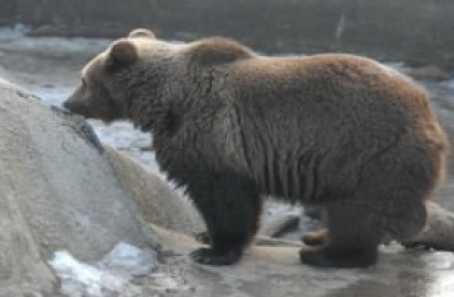 Варненският зоокът - в очакване на бебе маймунка