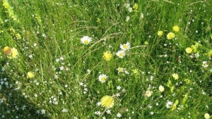 Започна кампанията за бране на боровинки в парк Централен Балкан