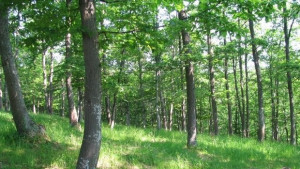 Слънчево време