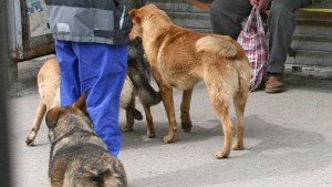 В СОС не се разбраха за бездомните кучета приеха промените