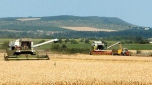 Разкриха крадеца на 4 000 кг жито