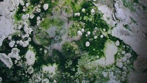 Плажовете в Китай покрити със зелени водорасли