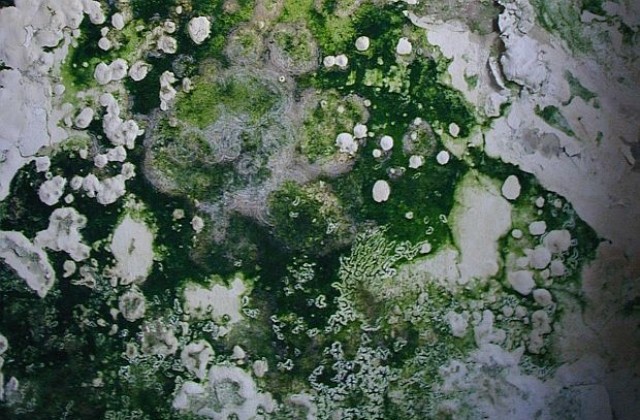 Плажовете в Китай покрити със зелени водорасли