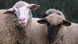 Мълния уби овчар