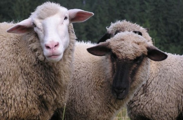 Мълния уби овчар