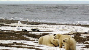 Разгорещената битка за Арктика