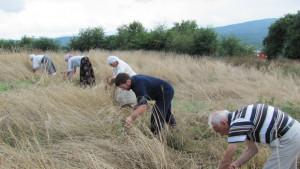 Стефка Колева спечели наградата за Най добър жътвар