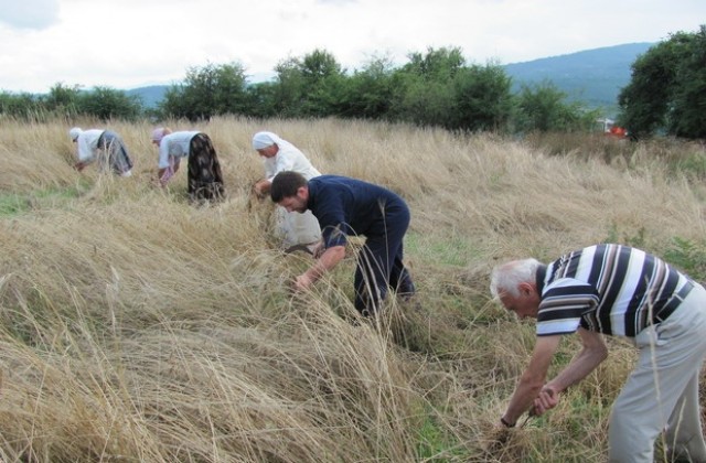 Стефка Колева спечели наградата за Най- добър жътвар