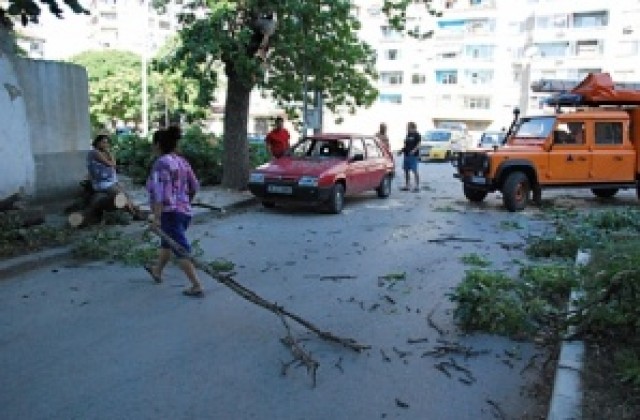 Клон падна върху кола