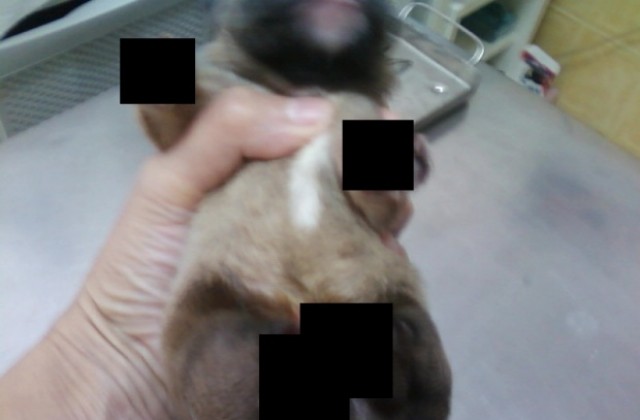 Отново куче с отрязани крака, този път във Варна