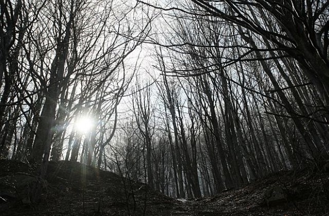 Съдът отмени забраната за сеч в гори на Симеон Сакскобургготски