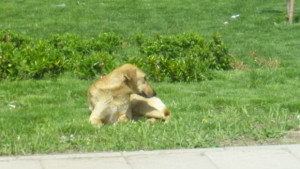 Три пъти повече осиновени животни отчитат от приюта