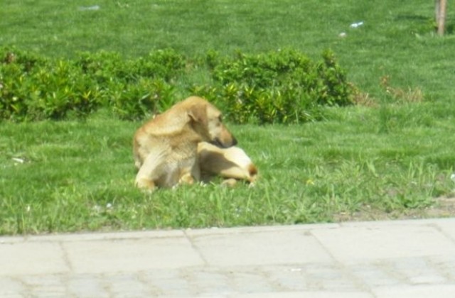 Три пъти повече осиновени животни отчитат от приюта