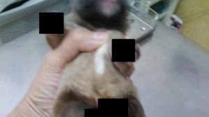 Прокуратурата разследва случая с кученцето с отрязани крака