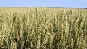 Прибраха 85 от пшеницата