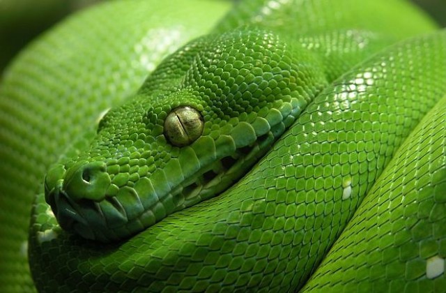 Заловиха боа, вместо пантера близо до италиански град