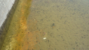 Попови лъжички са новите обитатели във фонтаните на площад Възраждане