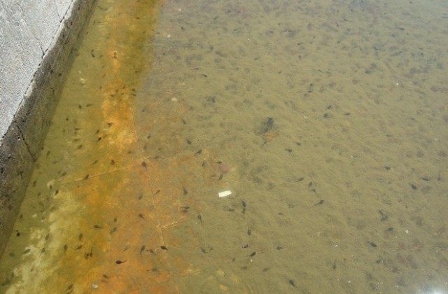 Попови лъжички са новите обитатели във фонтаните на площад „Възраждане”