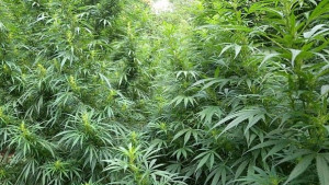 Разкриха оранжерия с канабис в Червена вода