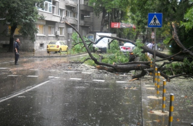 Дървета паднаха заради бурята