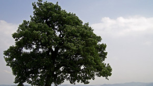 РИОСВ Враца номинира Дърво с корен