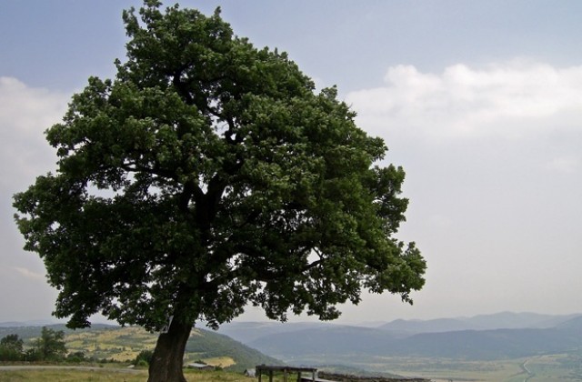 РИОСВ - Враца номинира Дърво с корен