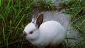 Зайче Станишко получи Бойко Борисов във Варна