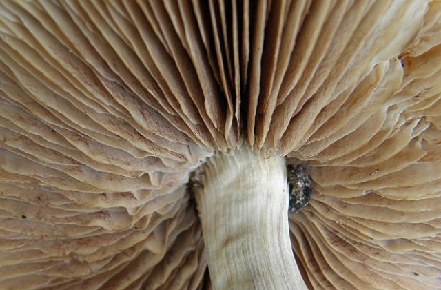 10-метрова гъба стана рекордьор в света