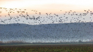 Проучват миграцията на птиците във врачанско