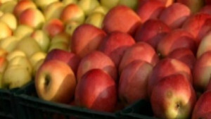 Празник на ябълката в с Екзарх Йосиф на 20ти