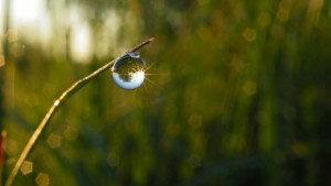 Децата и природата