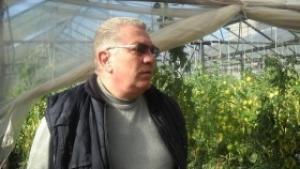Оранжерийните производители искат 10 млн лв заради срива на цените