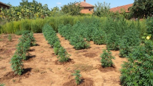 38 кг марихуана намери полицията в дома на 50годишен от