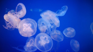 Колонии от медузи атакуват Черноморието