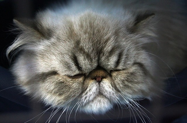 Написаха модна енциклопедия за котки