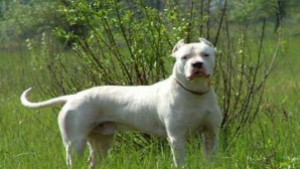 Домашно куче нападна и нахапа дете