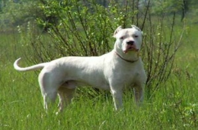 Домашно куче нападна и нахапа дете