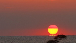 Тревожни данни за изчезнали видове и голяма популация на рапани