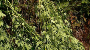 Гледат канабис и в с Брусен