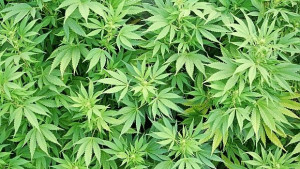 Хванаха мъж с канабис и насаждения от коноп