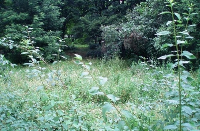 Ще пръскат срещу комари от 2 до 6 септември