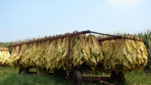 Над 100 кг дка тютюн прибират в Силистренско