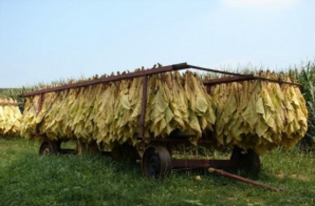 Над 100 кг/ дка тютюн прибират в Силистренско